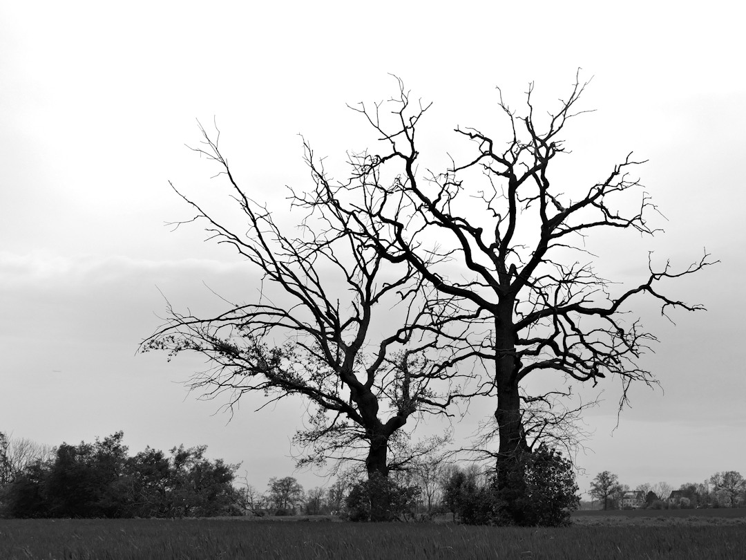 Du betrachtest gerade Baum
