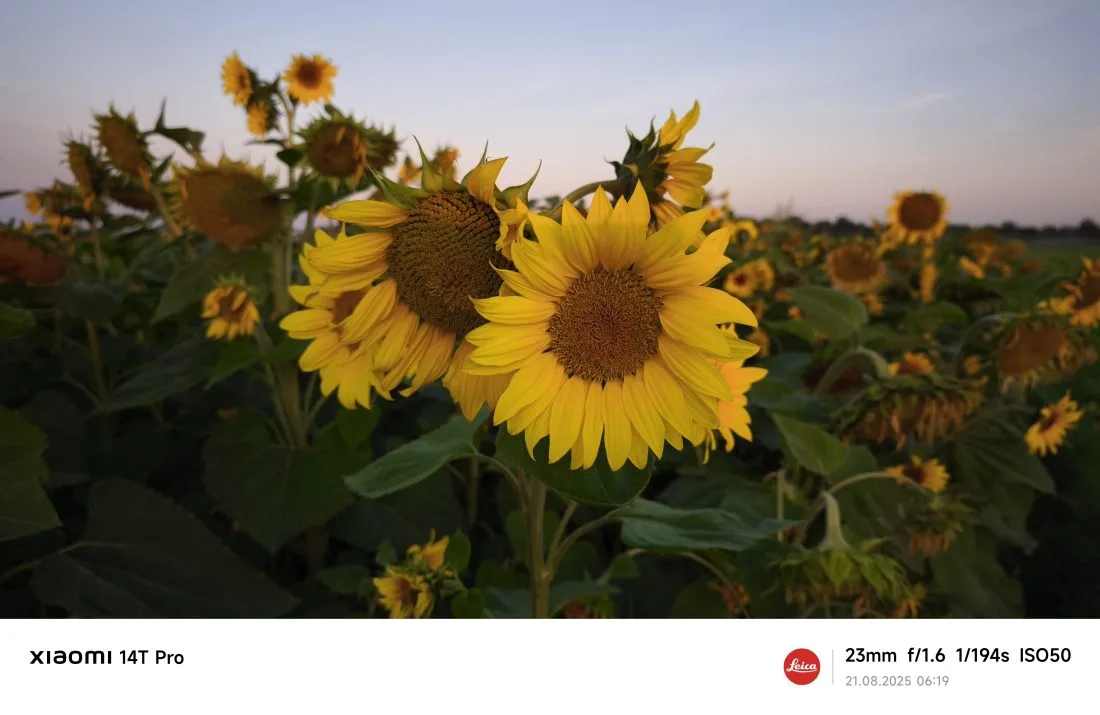 Du betrachtest gerade Sonnenblumenfeld