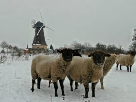 Mehr über den Artikel erfahren Photobombing