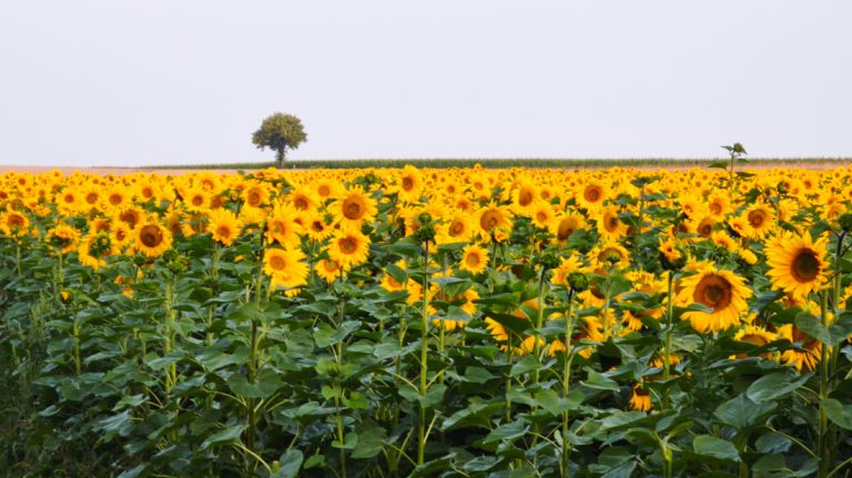 Sonnenblumenfeld