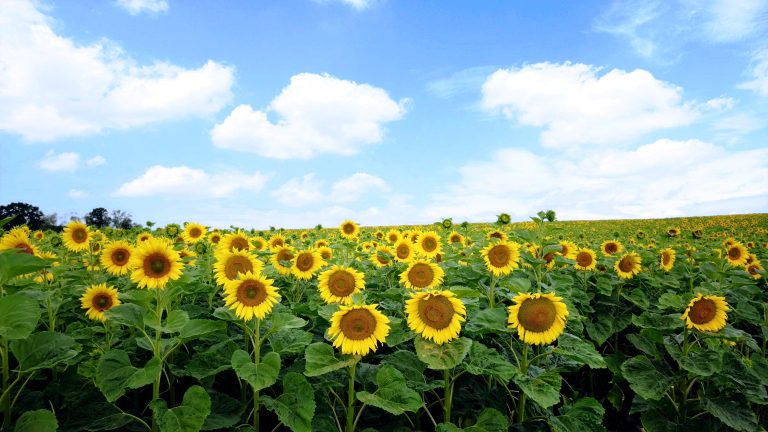 Sonnenblumen